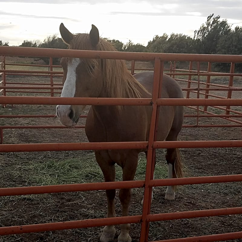 Blaze-In-Saddle RV Park's first horse visitor